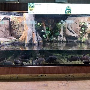 Exposition 7. Amazone - Green anaconda (Eunectes murinus) and Tambaqui (Colossoma macropomum)