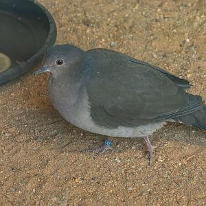 Bird ID - Zoo Plzeň 2025