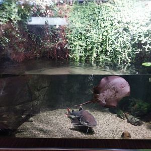 Exposition 7. Amazon -Redtailed Catfish