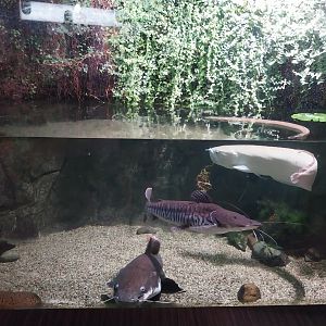 Exposition 7. Amazon -