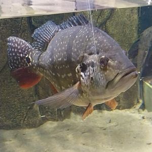 Exposition 7. Amazon - Tucanare Peacock Basse (Cichla monoculus)