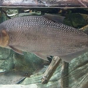 Exposition 7. Amazon - Piraputanga (Brycon hilarii)