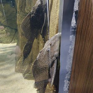 Exposition 7. Amazon - Spotted Sailfin Suckermouth Catfish (Pterygoplichthys gibbiceps)