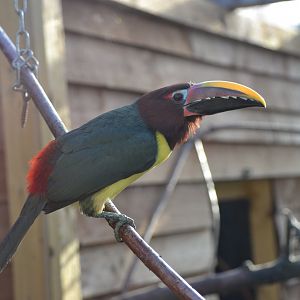 Green aracari