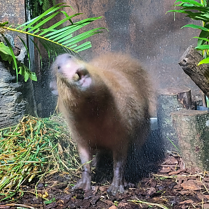 Capybara (Hydrochoerus hydrochaeris)