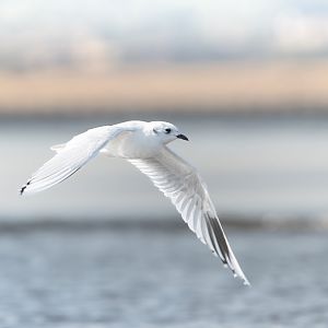 Saunders Gull ~ Kasai Rinkai Park