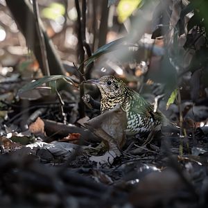 White's Thrush ~ Kasai Rinkai Park