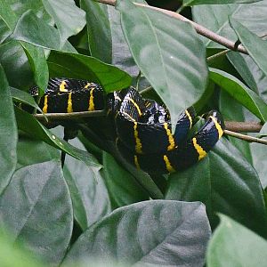 Wild Gold-ringed Cat Snake (Boiga dendrophila)