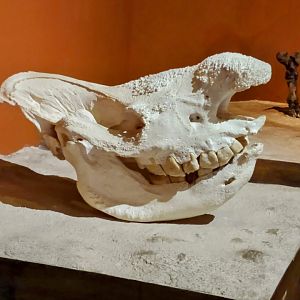 Southern white rhinoceros skull - PUC Minas's Natural Science Museum