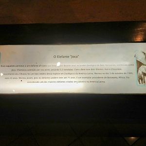 Joca's history - PUC Minas's Natural Science Museum