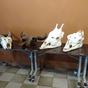 Ungulate skulls - PUC Mina's Natural Science Museum