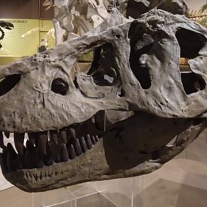 Tiranossaurus skull - PUC Minas's Natural Science Museum