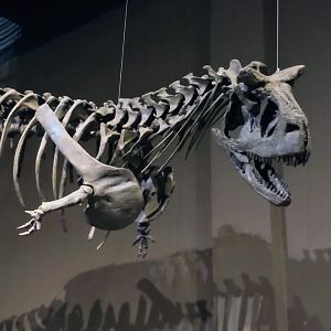Carnotaurus skeleton - PUC Mina's Natural Science Museum