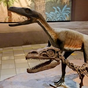 Guaibassaurus skeleton and reconstruction - PUC Minas's Natural Science museum