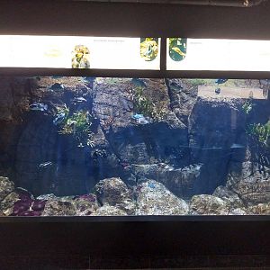 Exposition 8. Cold Seas - Lumpfish (Cyclopterus lumous) and Vivaparous Eelpout (Zoarces viviparus)