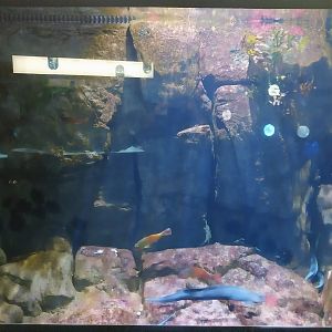 Exposition 8. Cold Seas - Lone Sea Wolf (Anarchichas lupus) and Mediterranean Parrotfish (Sparisoma cretense)