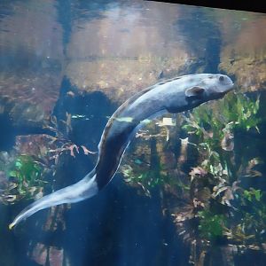 Exposition 8. Cold Seas - Lone Sea Wolf (Anarchichas lupus)