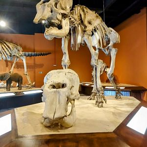Asian elephant skull and skeleton - PUC Minas's Natural Science Museum
