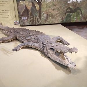 Nile crocodile taxidermy - PUC Minas's Natural Science Museum