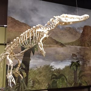 Nile crocodile skeleton - PUC Minas's Natural Science Museum