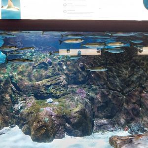 Exposition 8. Cold Seas - Blue Jack Mackerel (Trachurus picturatus) and Garfish (Belone belone)