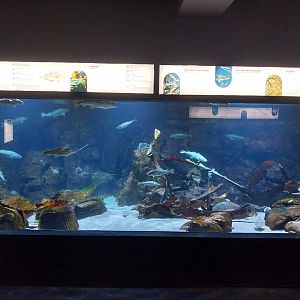 Exposition 8. Cold Seas - Atlantic cod (Gadus morhua) and Saithe Pollock (Pollachius virens)