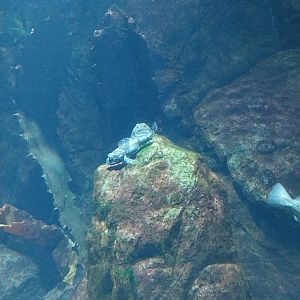 Exposition 8. Cold Seas - Saithe Pollock (Pollachius virens)