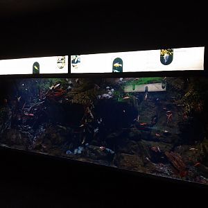 Exposition 8. Cold Seas - Mixed species tank