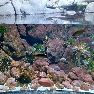 Exposition 8. Cold Seas - Red Porgy aquarium