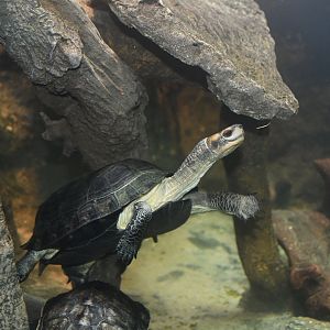 Reptile House - Turtle ID?
