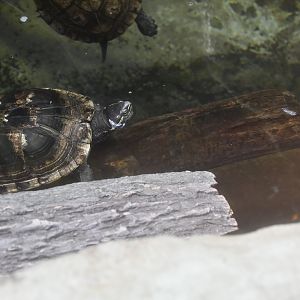 Reptile House - Turtle ID?