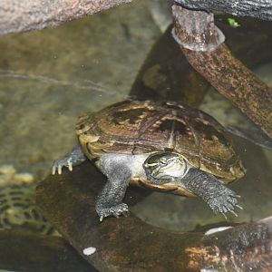 Reptile House - Turtle ID?