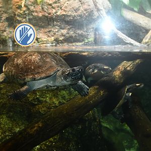 Reptile House - Turtle ID?