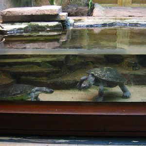 ID? Photographes in Artis in August 2003