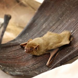 northern yellow bat (Lasiurus intermedius)
