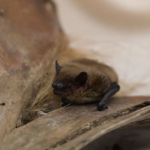 evening bat (Nycticeius humeralis)