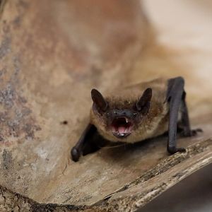 evening bat (Nycticeius humeralis)