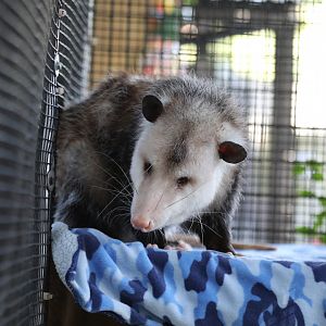 Virginia opossum (Didelphis virginiana)