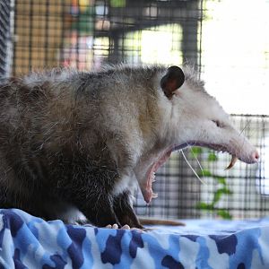 Virginia opossum (Didelphis virginiana)