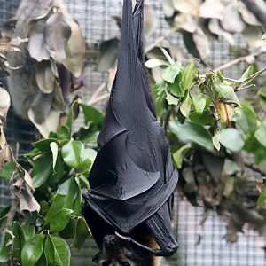 Spectacled Flying-fox (Pteropus conspicillatus)