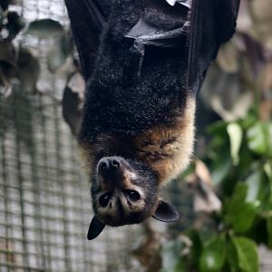 Spectacled Flying-fox (Pteropus conspicillatus)