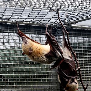 Little Golden-mantled Flying-fox (Pteropus pumilus)