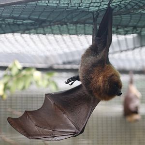 Rodrigues Flying-fox (Pteropus rodricensis)
