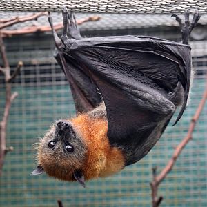 Grey-headed Flying-fox (Pteropus poliocephalus)
