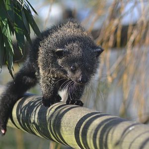 Juvenile binturong