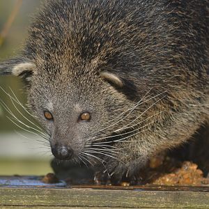 Binturong