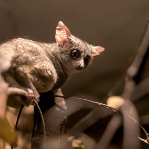 Senegal bushbaby