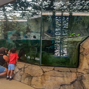 Platypus HQ Display tank