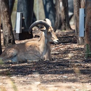 Aoudad (Barbary Sheep)