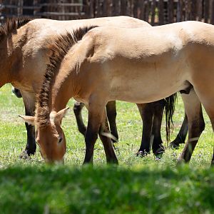 Takhi (Przewalski Horses)
